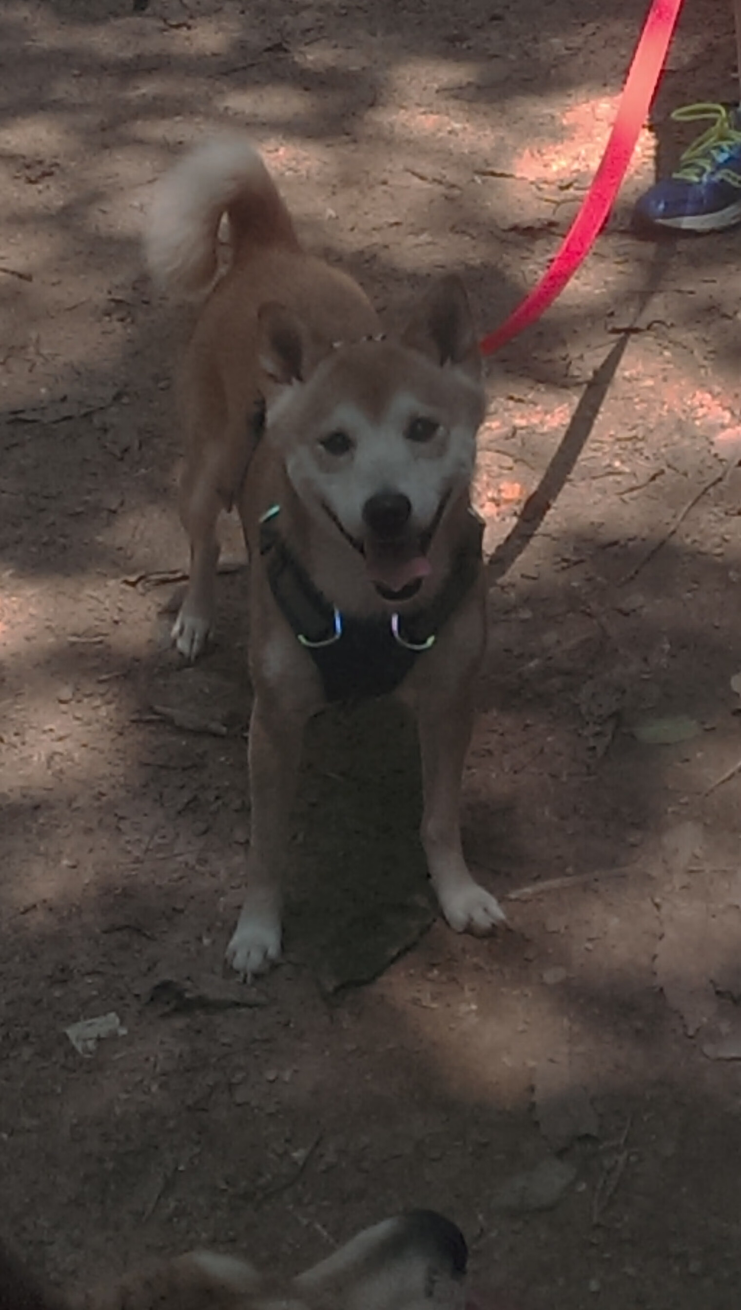 快船强势晋级背后的隐形推手，约基奇如何化身关键先生改写战局？