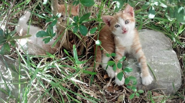 开云体育平台APP-莫兰特独舞撕裂防线，灰熊对阵深圳队上演天赋与体系的终极对话