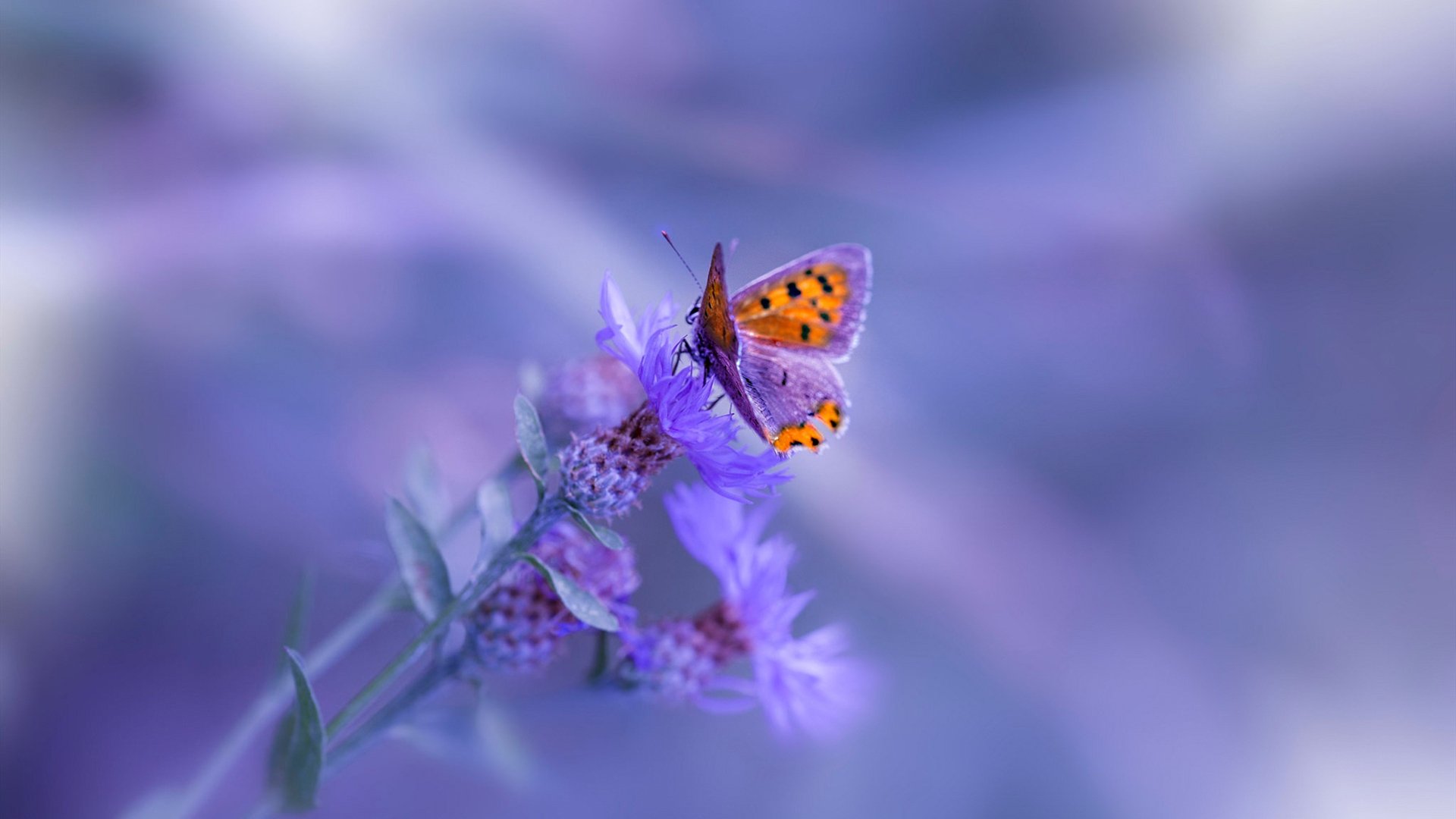 开云体育中国-欧联杯西决生死战，枪手血战黄色潜水艇，谁能抢占决赛先机？